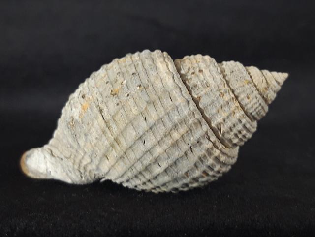 Cancellaria conradiana DALL 1890  - Bild © FossNet FossilienStore